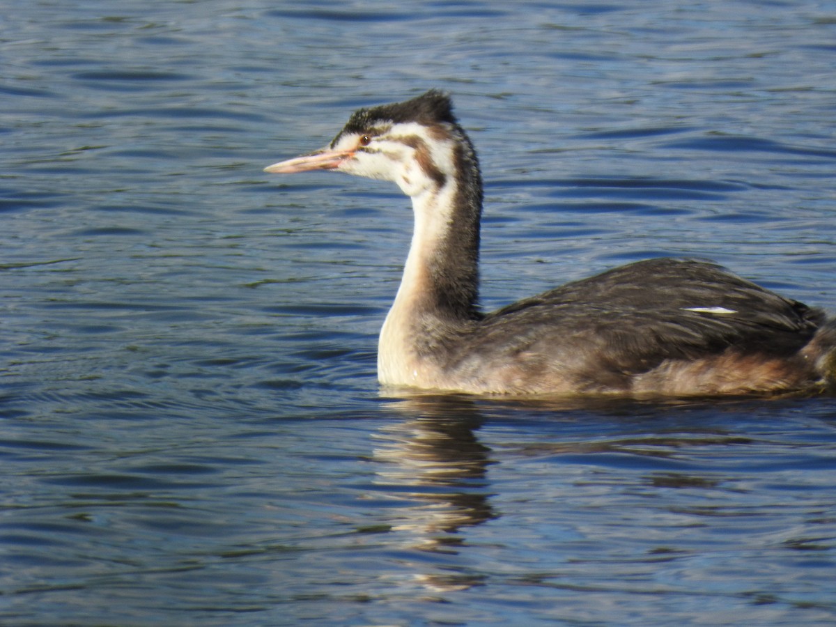 Great Crested Grebe - Alan Younger