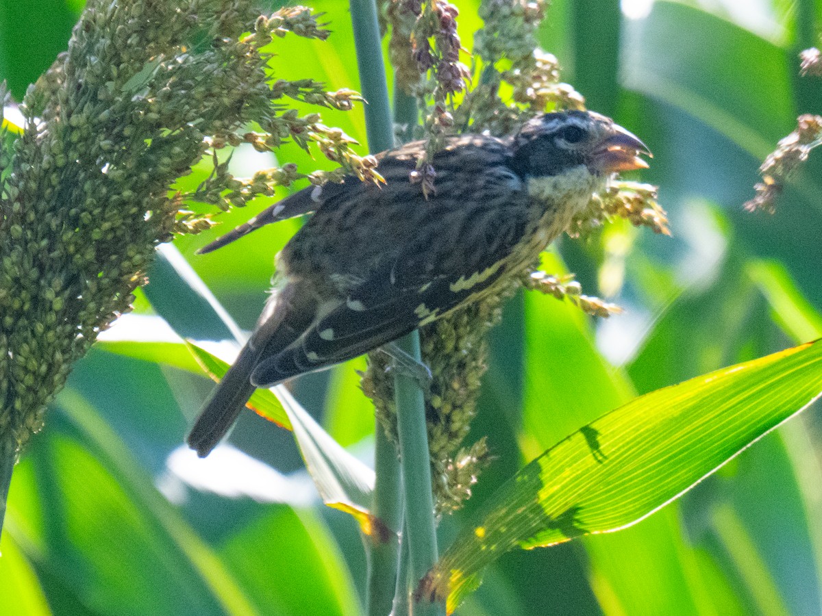 Rose-breasted Grosbeak - ML622741729