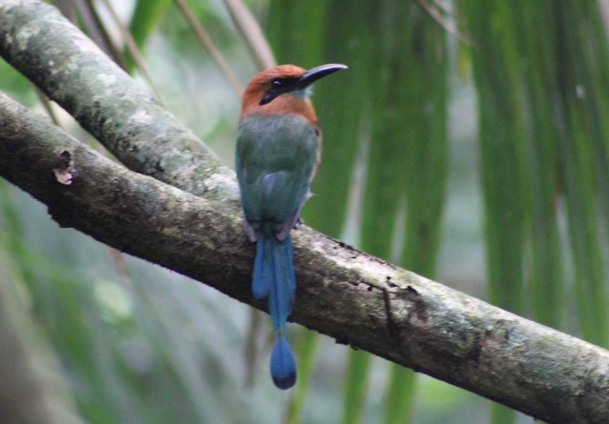 Broad-billed Motmot (Broad-billed) - ML622741740