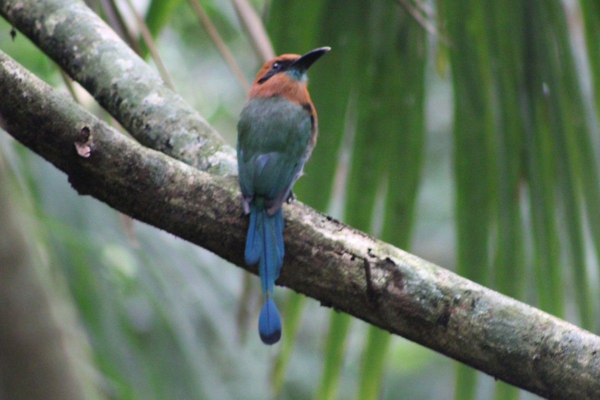 Broad-billed Motmot (Broad-billed) - ML622741741