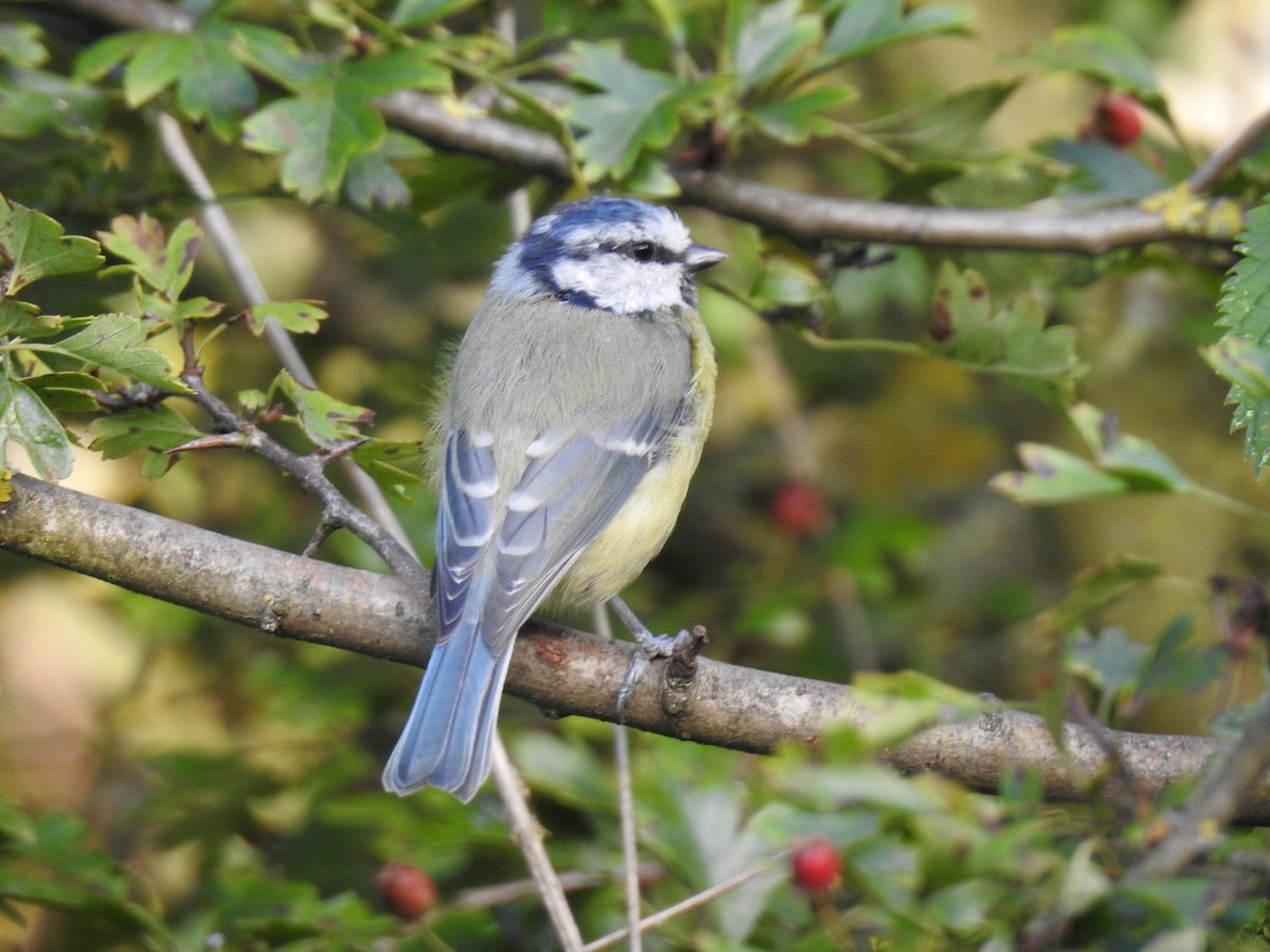 Mésange bleue - ML622741745