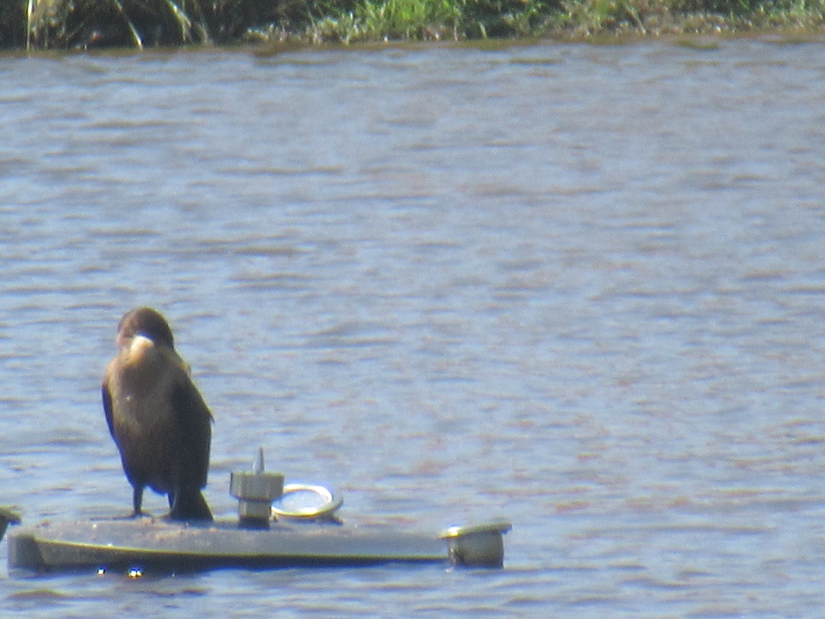 Double-crested Cormorant - ML622741782