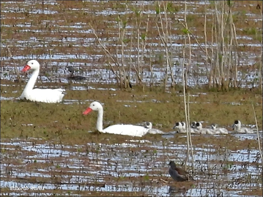 Coscoroba Swan - Hermann Eduardo Muñoz