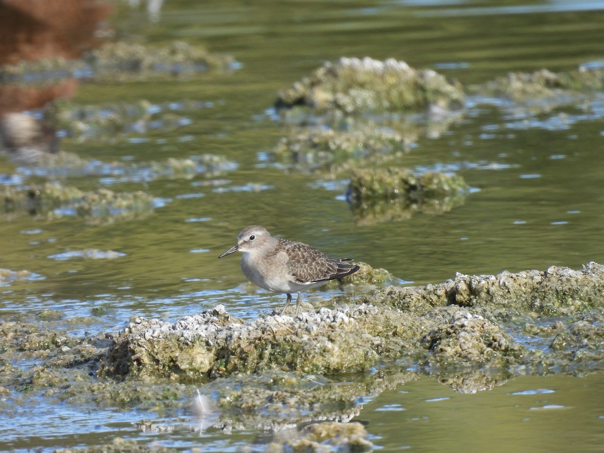 Temminck's Stint - Chris Forster