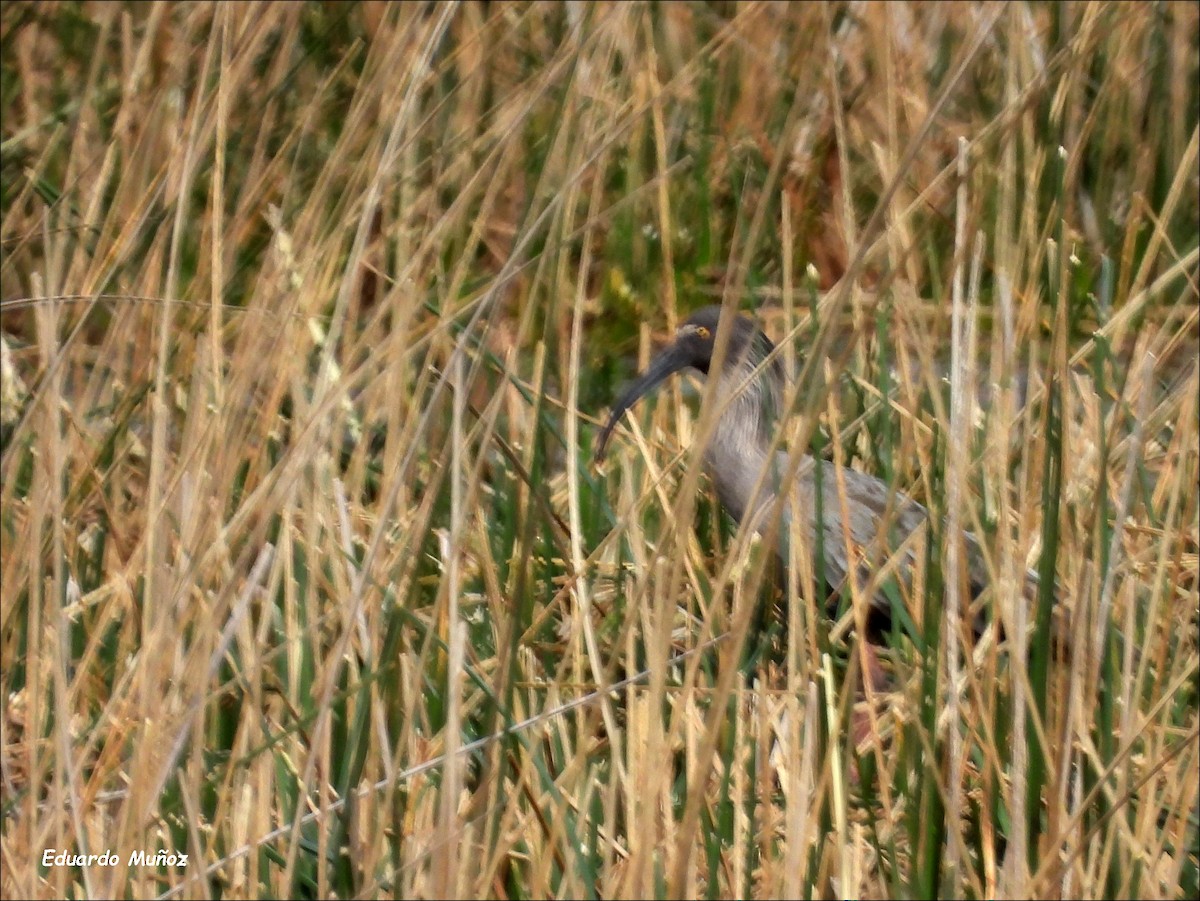 Plumbeous Ibis - Hermann Eduardo Muñoz