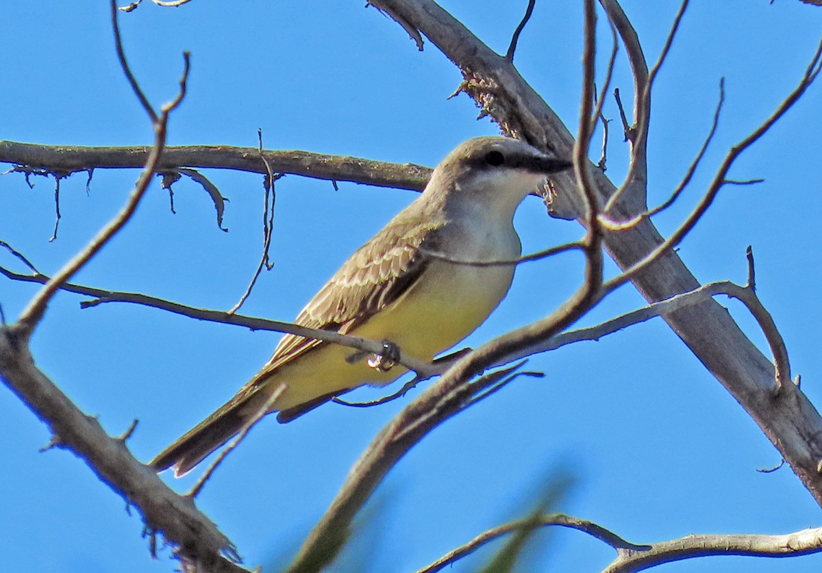 Western Kingbird - ML622741894