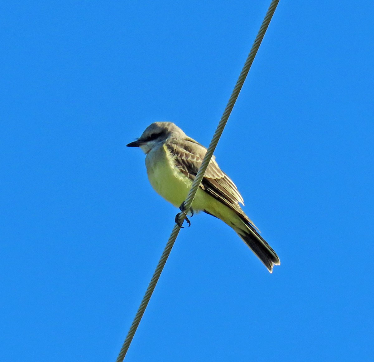 Western Kingbird - ML622741895