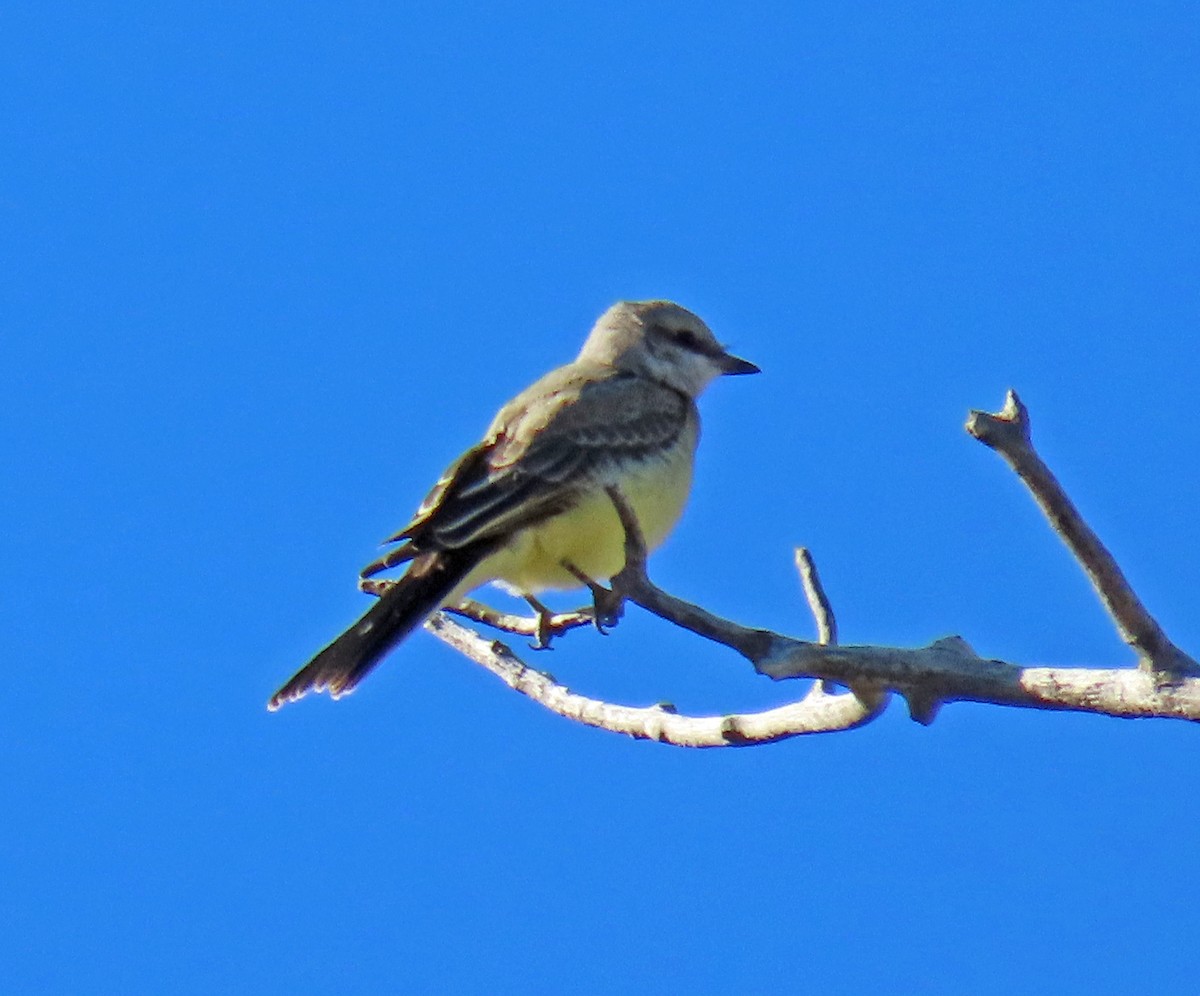 Western Kingbird - ML622741896