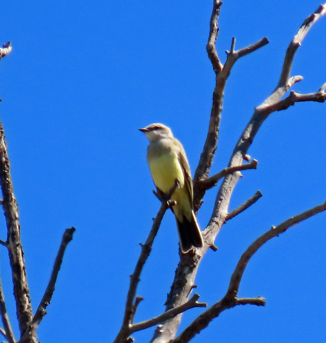 Western Kingbird - ML622741897