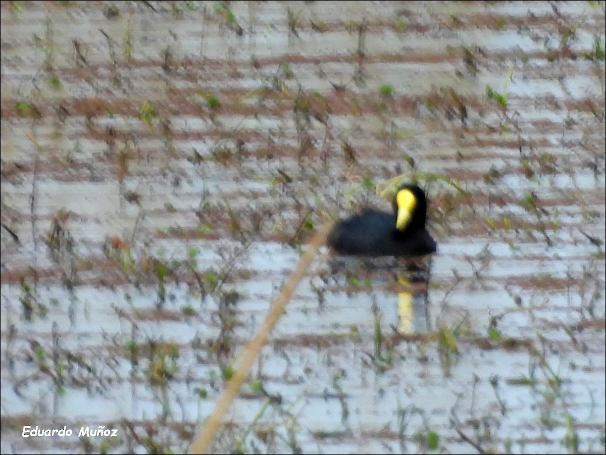 White-winged Coot - Hermann Eduardo Muñoz