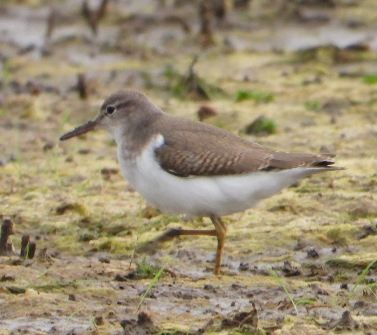 Spotted Sandpiper - Richard Chirichiello