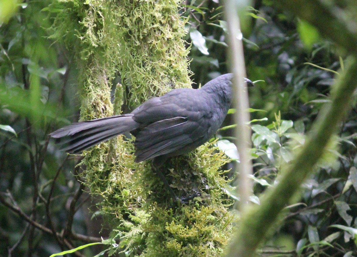 North Island Kokako - ML622741924