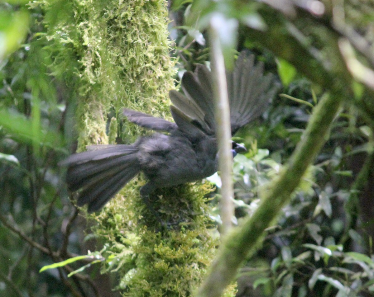 North Island Kokako - ML622741925