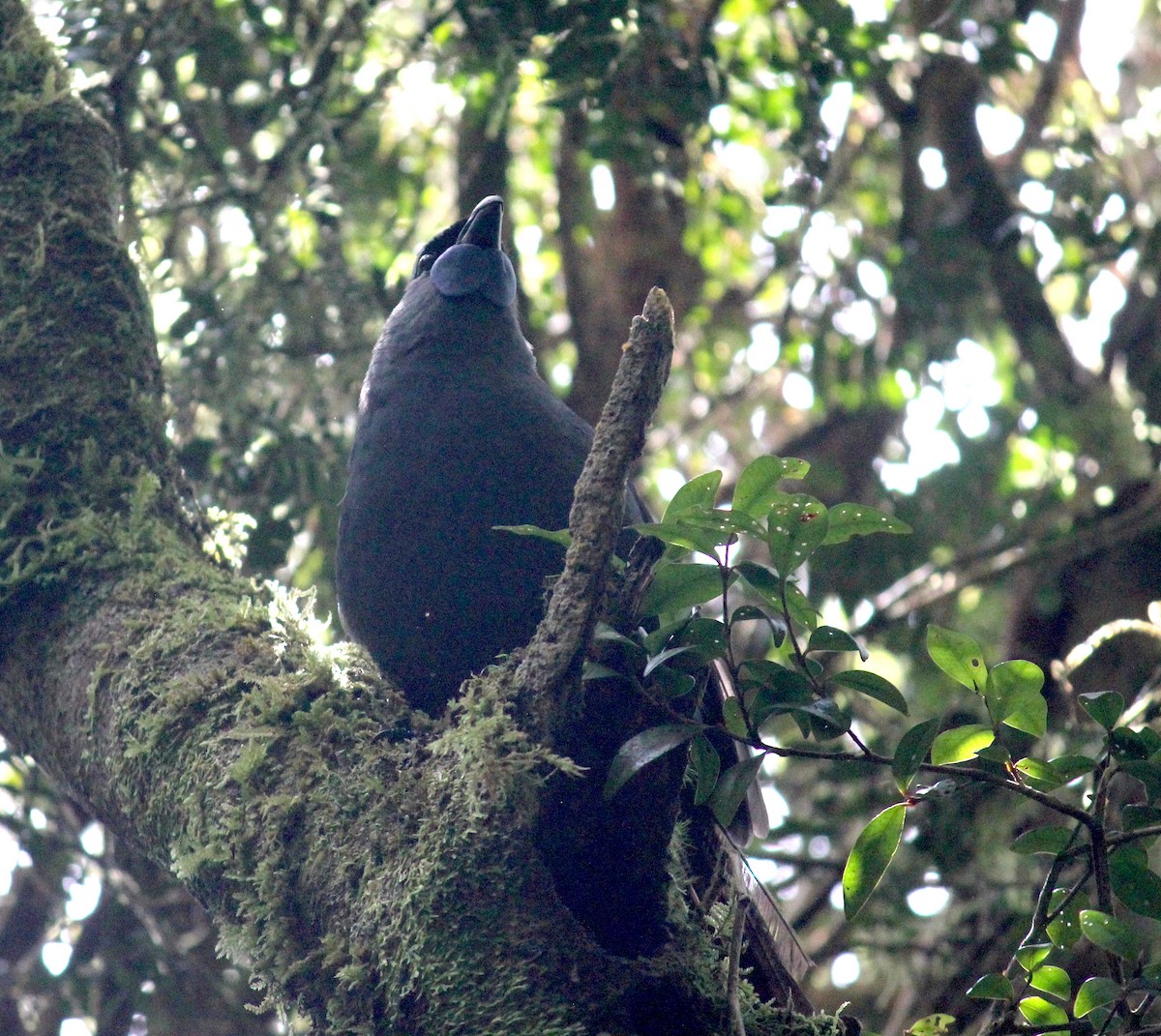 North Island Kokako - ML622741927