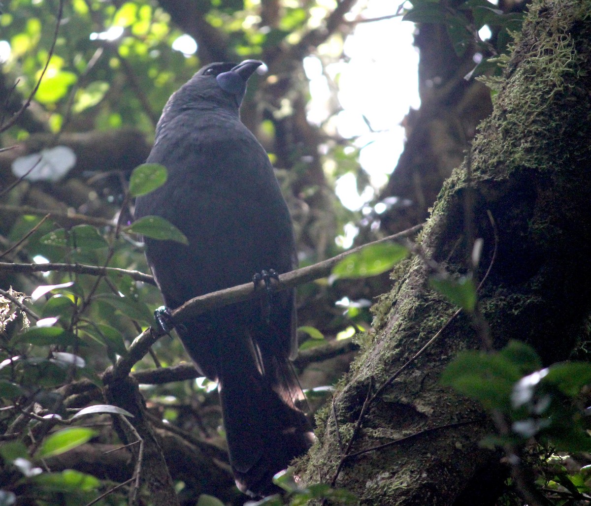 North Island Kokako - ML622741929