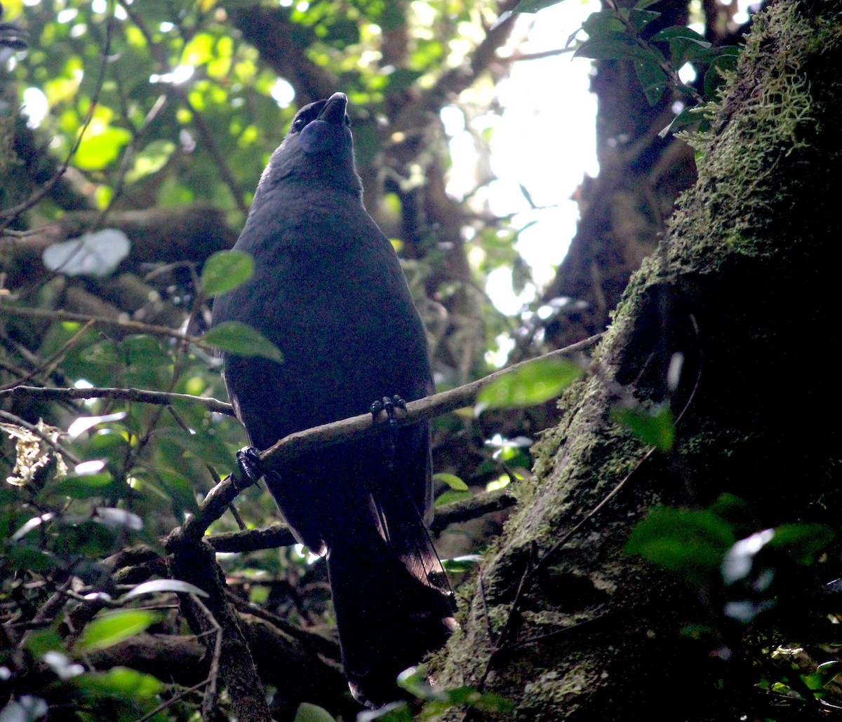 North Island Kokako - ML622741930