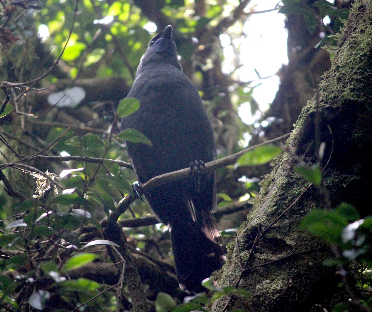 North Island Kokako - ML622741931