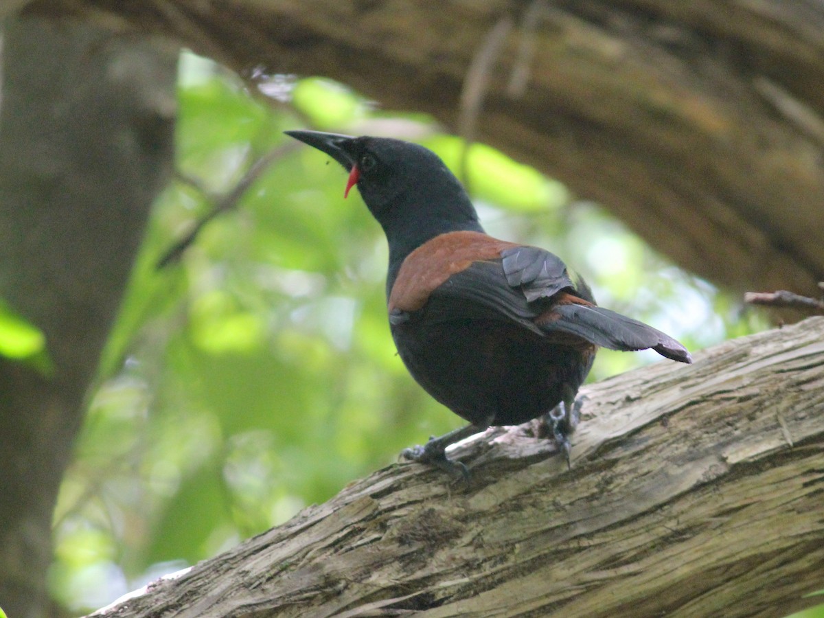 North Island Saddleback - ML622741945