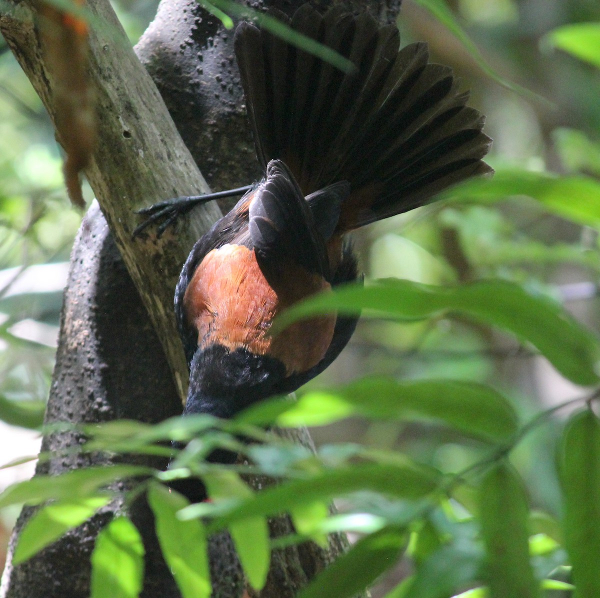 North Island Saddleback - ML622741947