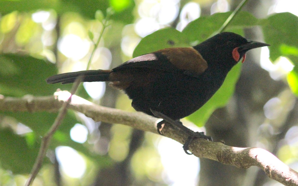 North Island Saddleback - ML622741948