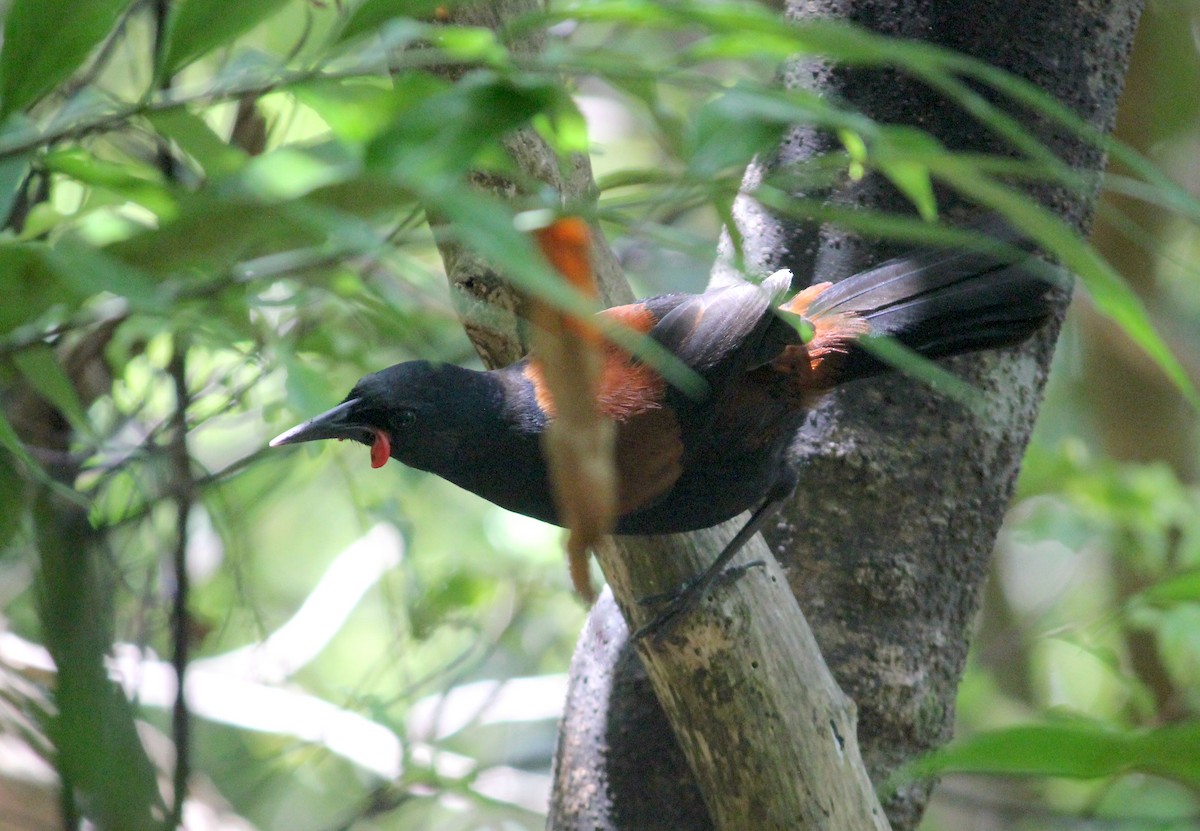 North Island Saddleback - ML622741949