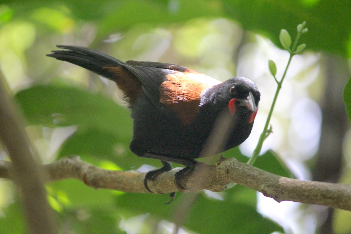 North Island Saddleback - ML622741950