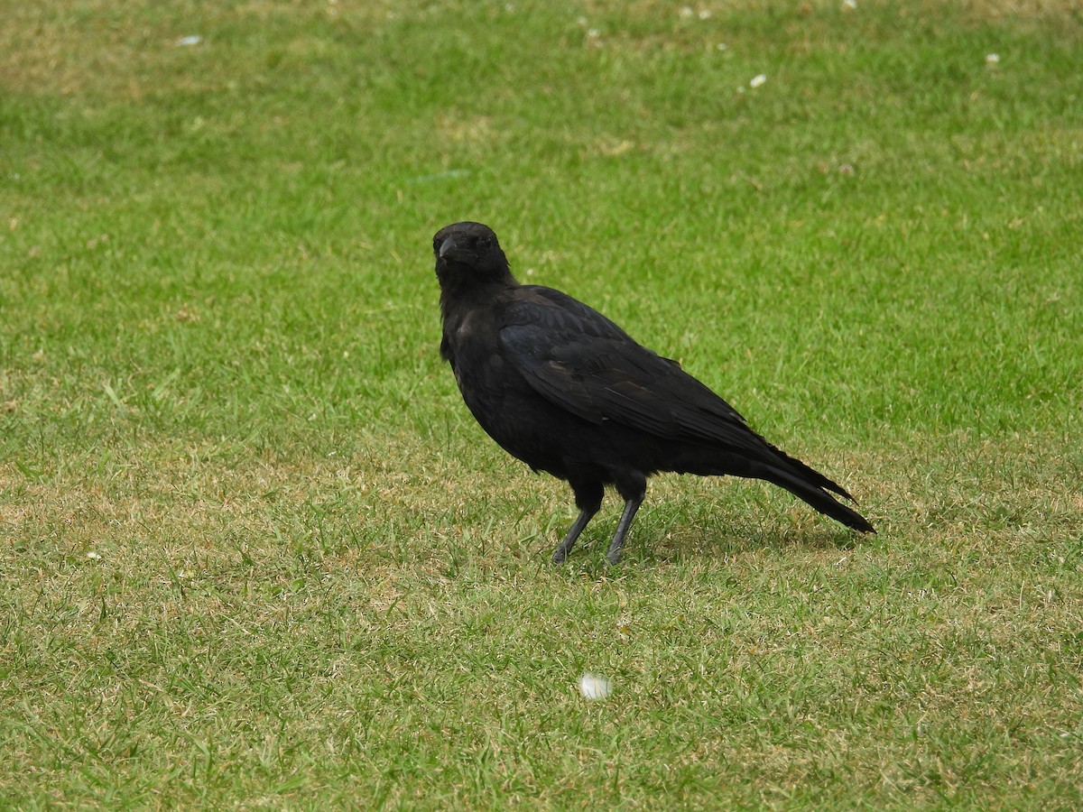 Carrion Crow - Tim Vacara