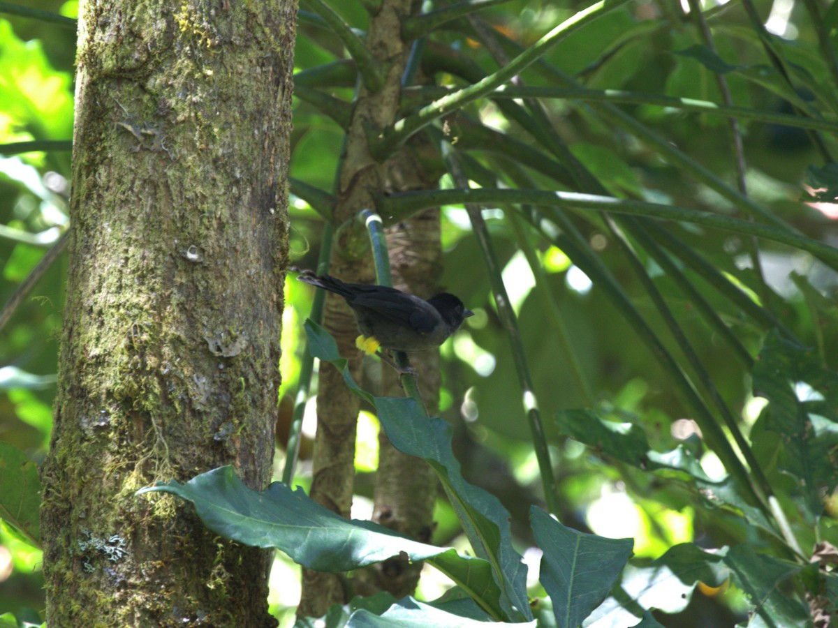 Yellow-thighed Brushfinch - ML622742059