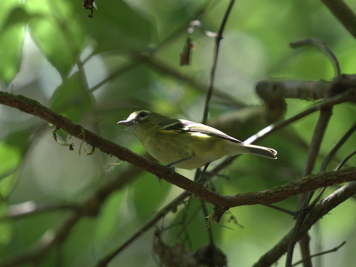 Yellow-winged Vireo - ML622742063