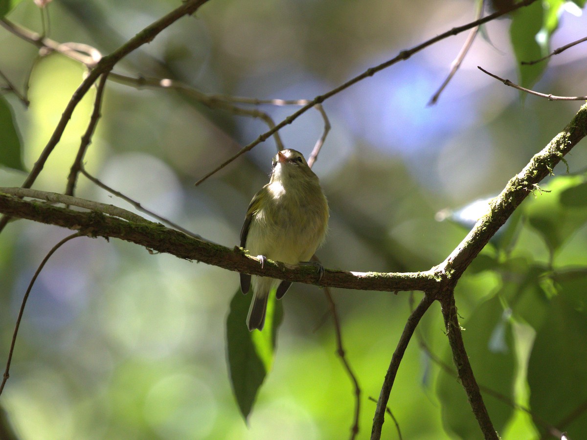 Yellow-winged Vireo - ML622742064