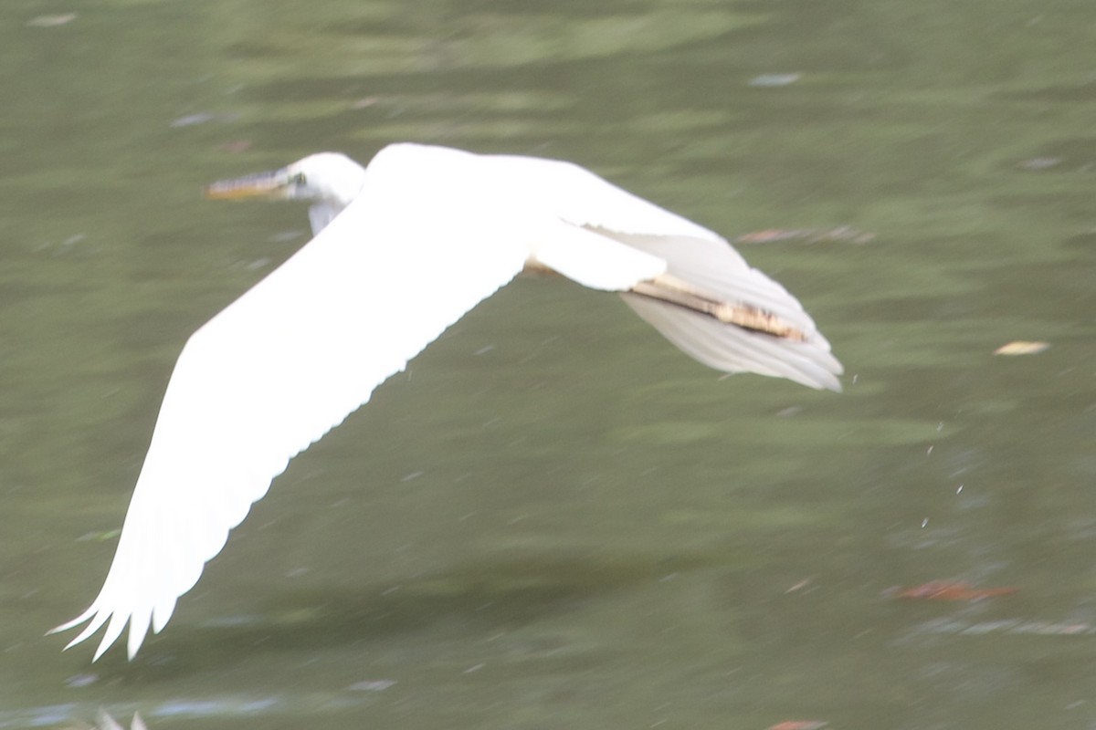 Great Blue Heron (Great White) - ML622742070