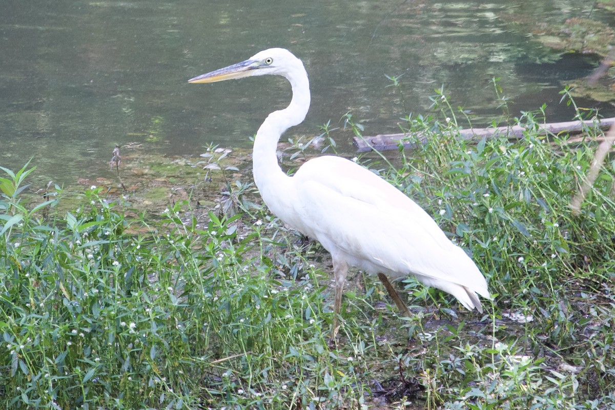 Great Blue Heron (Great White) - ML622742071