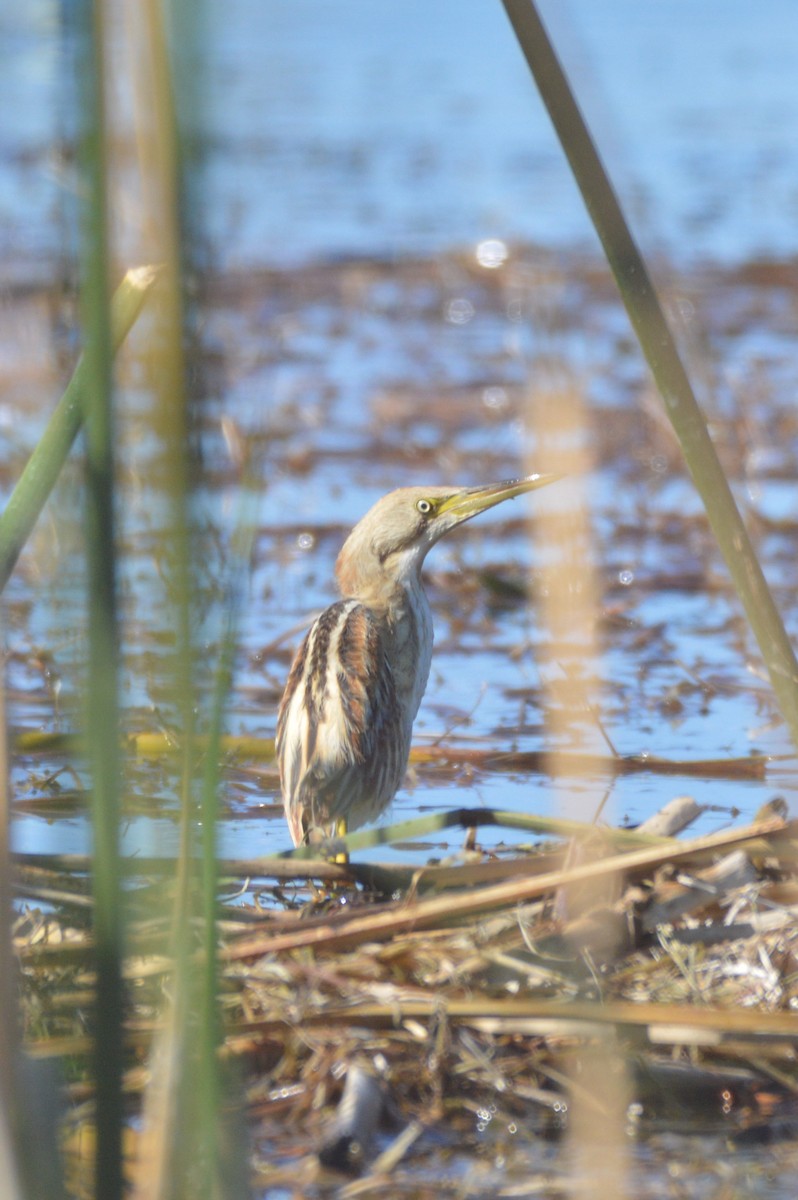 Stripe-backed Bittern - ML622742115