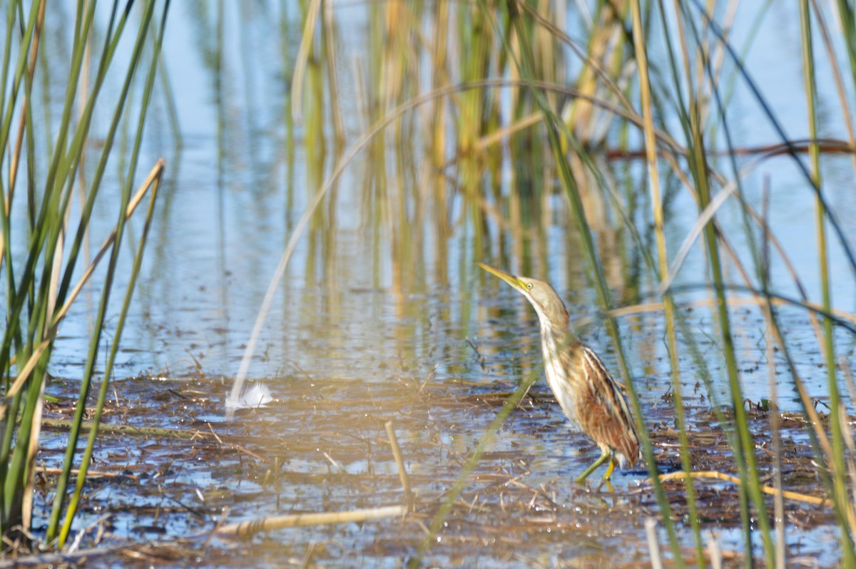 Stripe-backed Bittern - Maria Fernanda Gauna