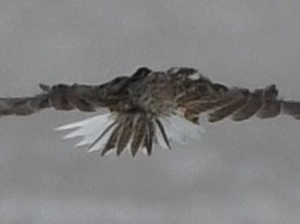 Eastern/Chihuahuan Meadowlark - ML622742176