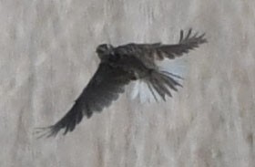 Eastern/Chihuahuan Meadowlark - ML622742185