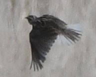Eastern/Chihuahuan Meadowlark - ML622742191