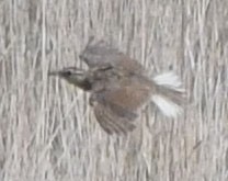 Eastern/Chihuahuan Meadowlark - ML622742195