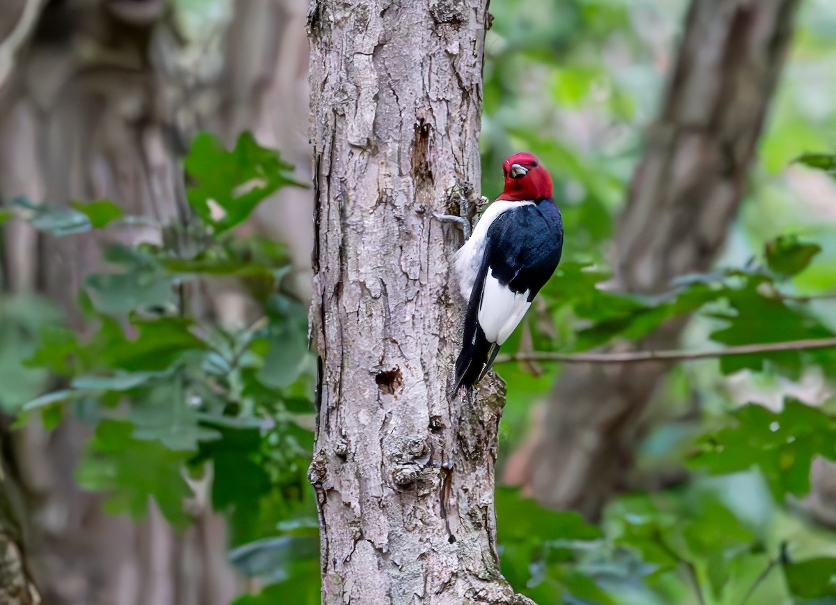 Red-headed Woodpecker - ML622742206