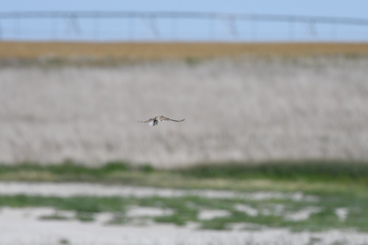 Eastern/Chihuahuan Meadowlark - ML622742209