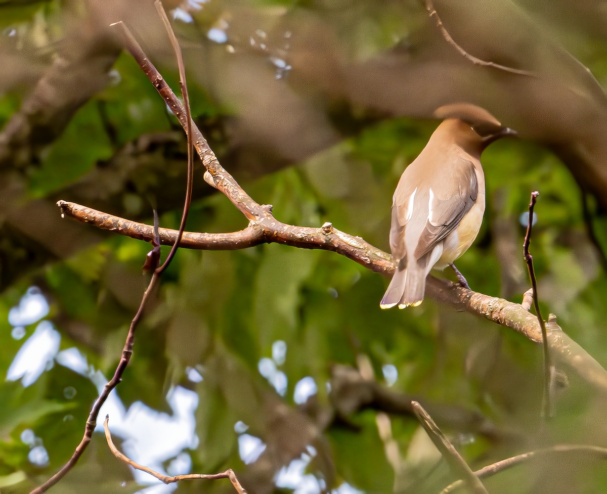 Cedar Waxwing - ML622742219