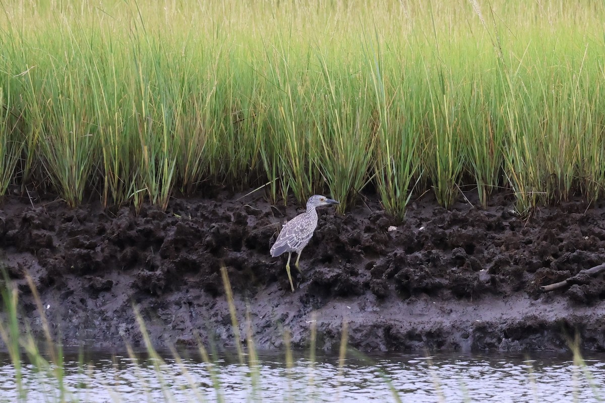 Yellow-crowned Night Heron - ML622742226