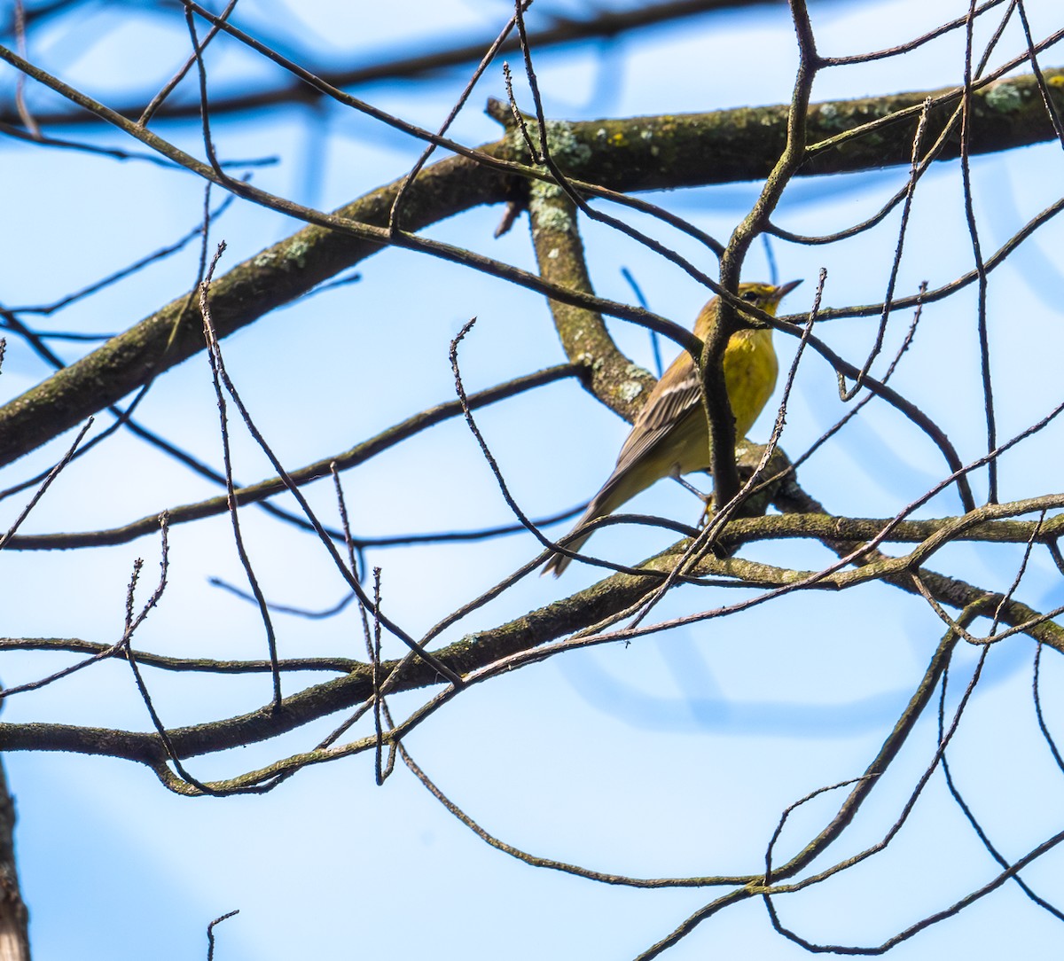 Pine Warbler - ML622742235