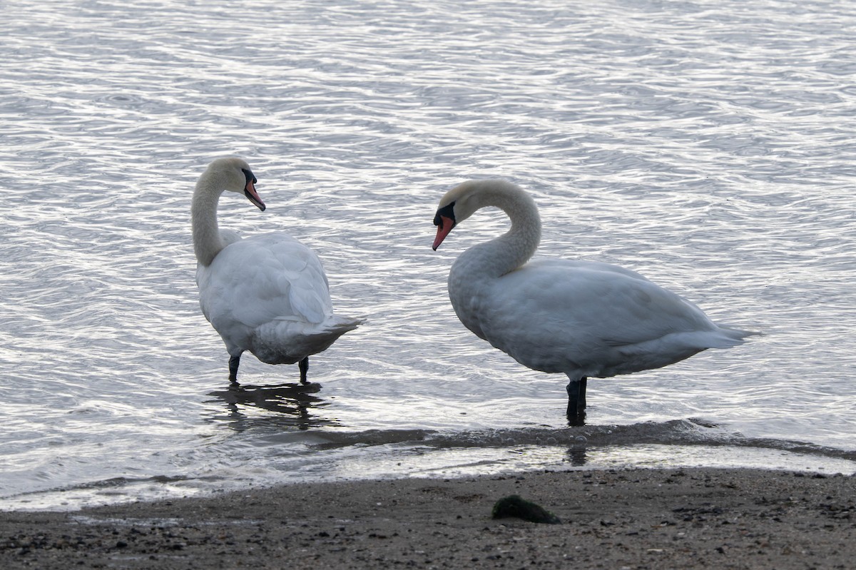 Cygne tuberculé - ML622742372