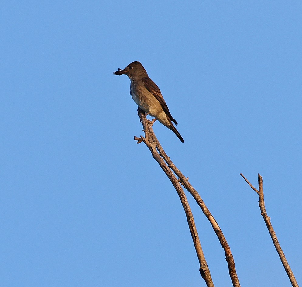 Olive-sided Flycatcher - Natalie Carusillo