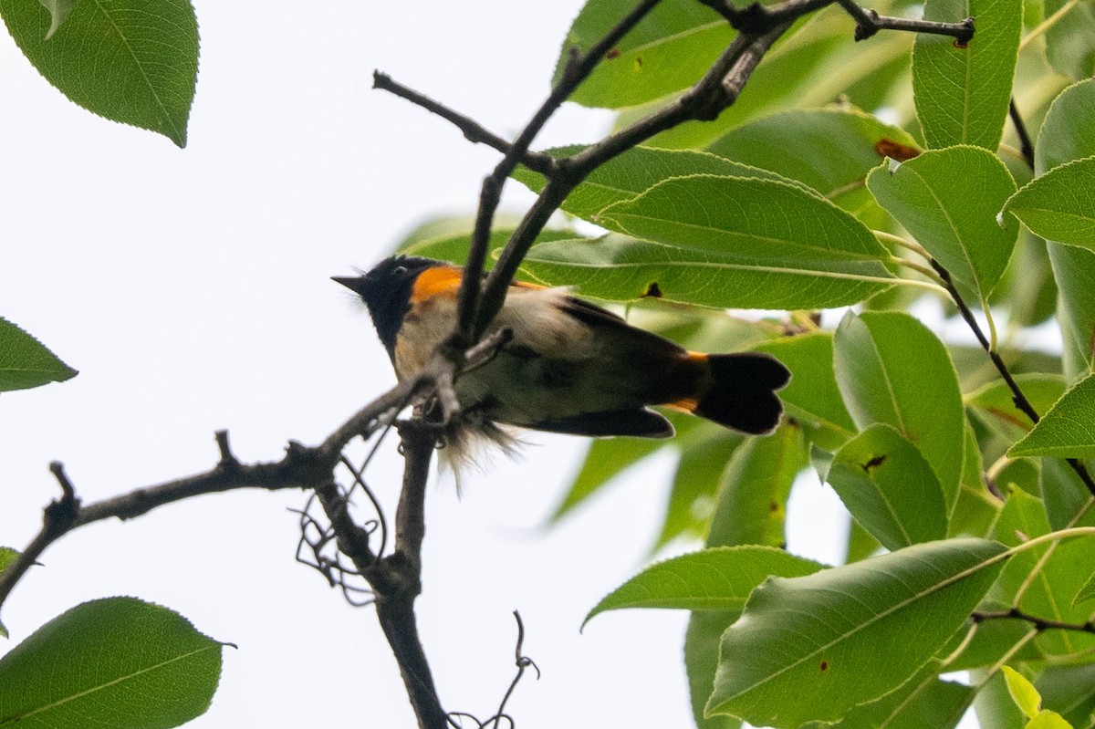 American Redstart - ML622742438