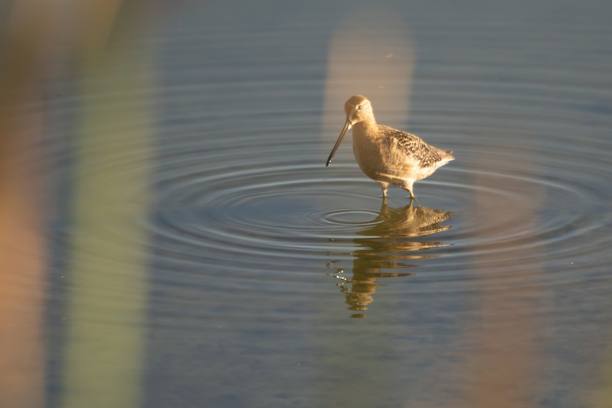 Long-billed Dowitcher - ML622742492