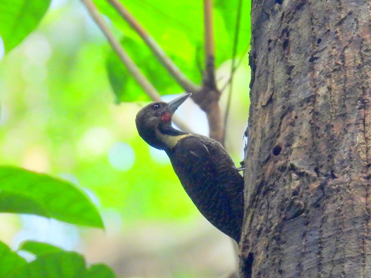 Buff-necked Woodpecker - ML622742494