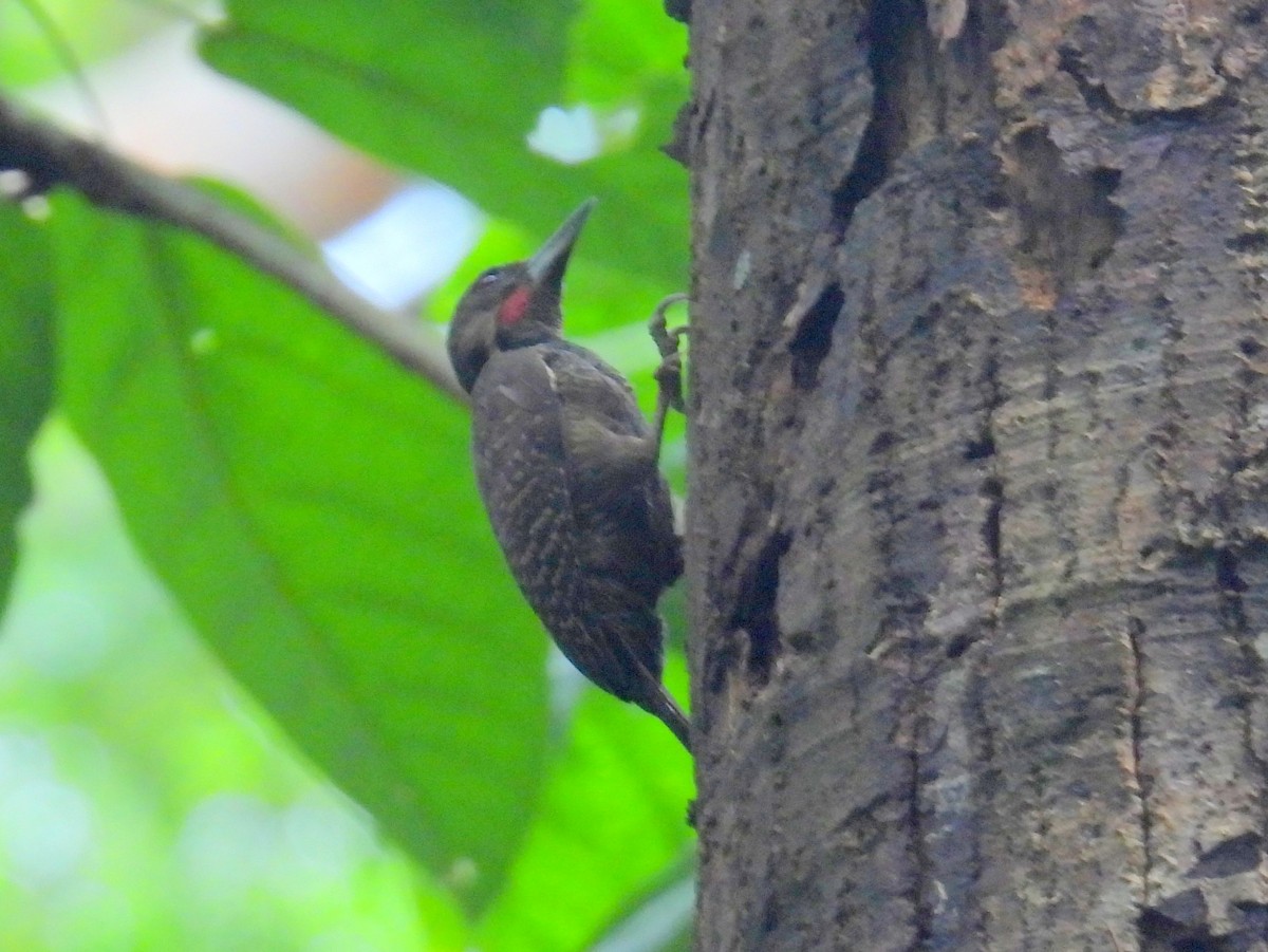 Buff-necked Woodpecker - ML622742495