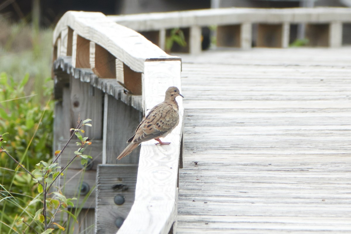 Mourning Dove - Elodie Roze